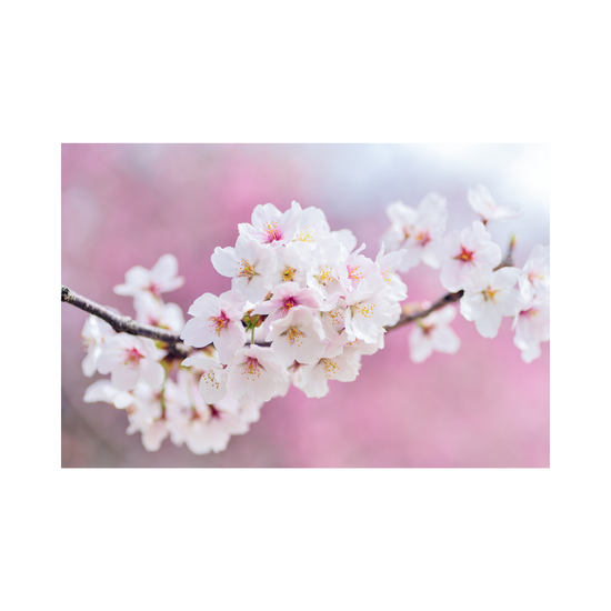 Spring Energy Reset: Gemstones to Awaken & Renew Your Spirit